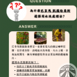 巴拿馬 凱薩路易斯(波奎特精選)